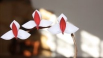 Origami - Orkide Çiçek Tasarımı